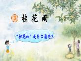 3 桂花雨（课件）2023-2024学年统编版语文五年级上册