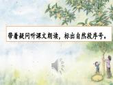 3 桂花雨（课件）2023-2024学年统编版语文五年级上册