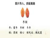 28 枣核 课件人教版三年级语文下册