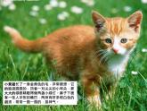 小学二年级下册语文作文课件-描写动物 课件