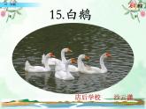 部编-语文-四年级下册第四单元 15 白鹅课件+教学设计