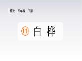 11《白桦》课件语文四年级下册统编版