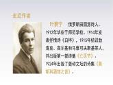 11《白桦》课件语文四年级下册统编版