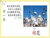 18 棉花姑娘  课件一年级下册语文统编版