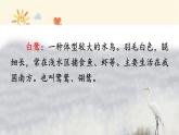 统编版语文五年级上册 1 白鹭（第1课时）课件