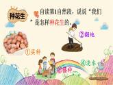 统编版语文五年级上册 2 落花生（第2课时）课件