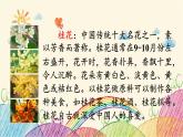 统编版语文五年级上册 3 桂花雨（第1课时）课件