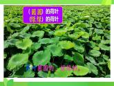 统编版一年级语文下册课文 4 《荷叶圆圆》教学课件