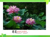 统编版一年级语文下册课文 4 《荷叶圆圆》教学课件