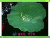 统编版一年级语文下册课文 4 《荷叶圆圆》教学课件