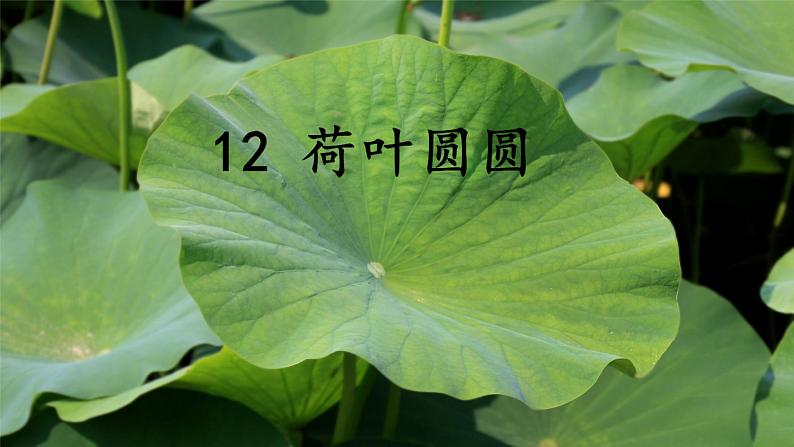 统编版一年级语文下册课文 4 《荷叶圆圆》教学课件第5页