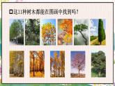 部编二年级上册 第2单元 2 树之歌 PPT课件