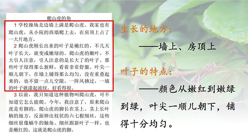 人教部编版小学四年级上册语文第三单元 10 爬山虎的脚 第二课时【课件】04