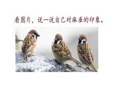 人教部编版小学四年级上册语文第五单元 16 麻雀 第一课时【课件】