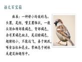 人教部编版小学四年级上册语文第五单元 16 麻雀 第一课时【课件】