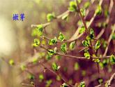 2024二年级语文下册第1单元2找春天课前预习课件（部编版）