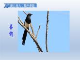 2024二年级语文下册第4单元9枫树上的喜鹊第一课时课件（部编版）