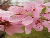 统编版三年级语文上册第二单元 6 秋天的雨教学课件资源