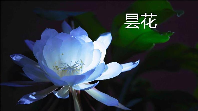 统编版三年级语文下册第四单元 13《花钟》 课件第7页