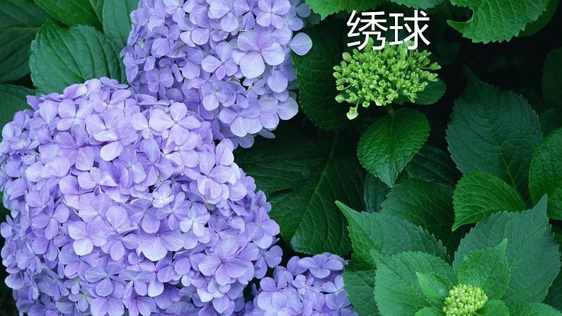 统编版三年级语文下册第四单元 13《花钟》 课件第8页