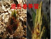 人教版语文四年级下册乡下人家 优质课课件