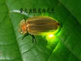 部編版小學(xué)語(yǔ)文二年級(jí)上冊(cè) 第一單元口語(yǔ)交際 《有趣的動(dòng)物》課件