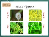 人教部编版语文二上3《植物妈妈有办法》 第1课时 课件+教案