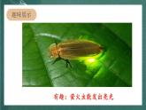 人教部編版語(yǔ)文二上第一單元 口語(yǔ)交際 《有趣的動(dòng)物》  課件+教案