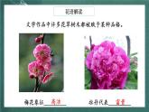 人教部编版语文六年级上册2.《丁香结》课件+素材