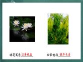 人教部编版语文六年级上册2.《丁香结》课件+素材