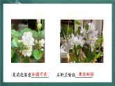 人教部编版语文六年级上册2.《丁香结》课件+素材