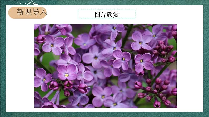 人教部编版语文六年级上册4.《花之歌》课件+素材02