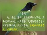 统编版语文一年级下册6 树和喜鹊 课件