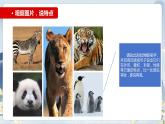 部编版语文四上第二单元 小小“动物园”（课件）B案