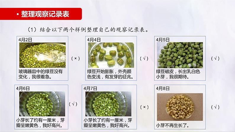 部编版语文四上第三单元 写观察日记（课件）C案08