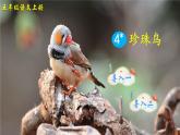 【核心素养】部编版小学语文五上4.珍珠鸟+课件+教案+（含教学反思）