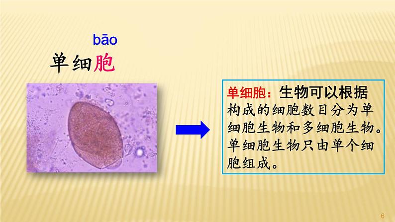 部编三年级下册 《海底世界》 课件06