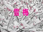 部編版小學(xué)語(yǔ)文四年級(jí)上冊(cè)9古詩(shī)三首雪梅 課件