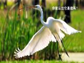 1.《白鹭》 课件-2024-2025学年语文五年级上册统编版