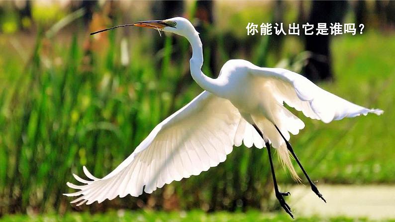 1.《白鹭》 课件-2024-2025学年语文五年级上册统编版第1页