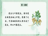 2.《落花生》 课件-2024-2025学年语文五年级上册统编版