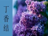 【新课标】2《丁香结》课件+教案+课文朗读