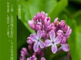 【新课标】2《丁香结》课件+教案+课文朗读