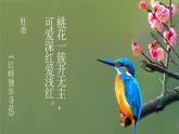 【新课标】4《花之歌》课件+教案+课文朗读