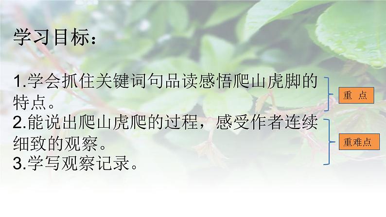 10、爬山虎的脚（教学课件）2024-2025学年-统编版语文四年级上册03