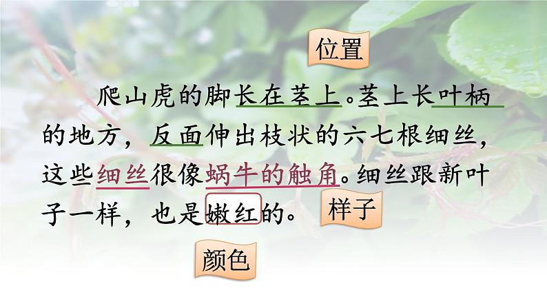 10、爬山虎的脚（教学课件）2024-2025学年-统编版语文四年级上册05