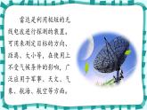 6.《夜间飞行的秘密》（课件）-2024-2025学年统编版语文四年级上册