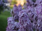 2.丁香结（课件）-2024-2025学年统编版语文六年级上册