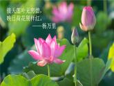 【新课标】16《夏天里的成长》课件+教案+课文朗读
