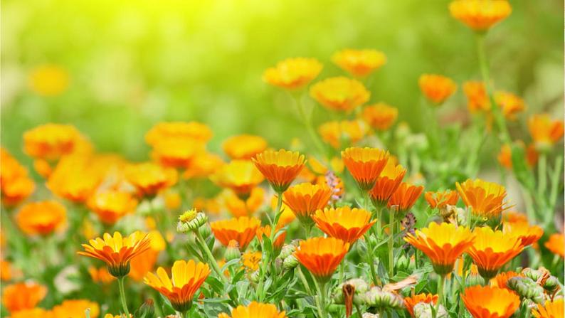 第04课花之歌教学课件-2023-2024学年六年级语文上册同步精品课堂统编版五四制04